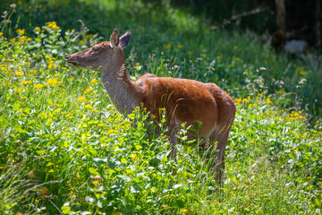 Hirschkuh beim Äsen