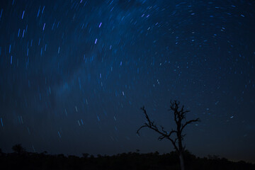 A Star trail of the African night sky, photographed in the Greater Kruger