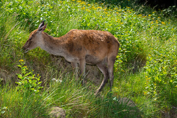 Hirschkuh beim Äsen