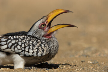 A Southern Yellow-billed Hornbill sitting on the ground tilting its head back, Kruger National Park
