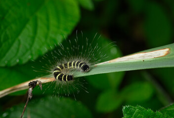 Caterpillars on green leaves