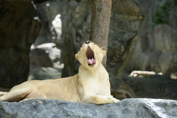 A lion yawned in the animal part