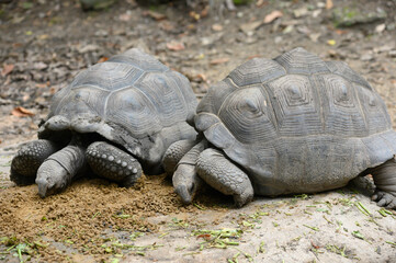 Giant Galapagos tortoise