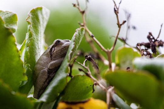 ガマガエル の画像 2 514 件の Stock 写真 ベクターおよびビデオ Adobe Stock