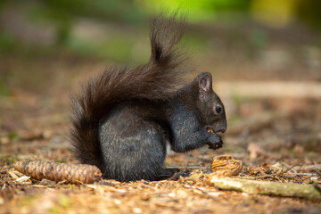Schwarzes Eichhörnchen frisst eine Nuss
