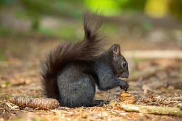 Schwarzes Eichhörnchen frisst eine Nuss