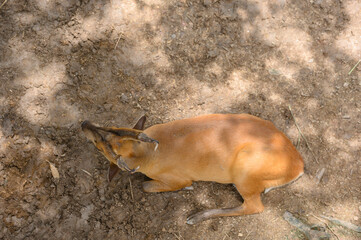 Brown deer on the ground