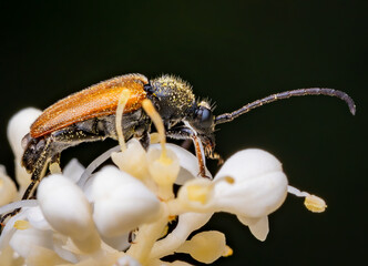 Macrophotography of a Longhorn beetle (Paracorymbia maculicornis).