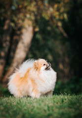 Super beautiful pomeranian dog posing outside after dog show.	