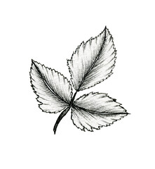 vintage leaf drawing isolated on white, ink  hand drawn botanical illustration of a plant branch, black floral sketch and line art leaf branch