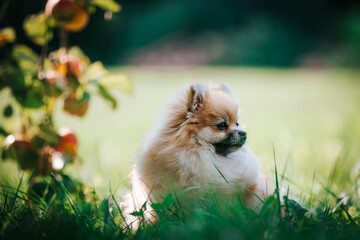 Super beautiful pomeranian dog posing outside after dog show.	