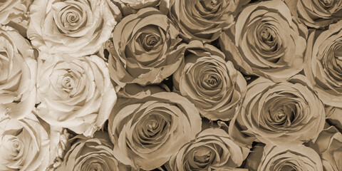 Background of beautiful flowers. Сlose up. Panorama.