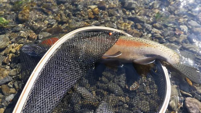 Rainbow Trout Fish Inside The Net Lies On The Rocky Shallow River. - close up shot
