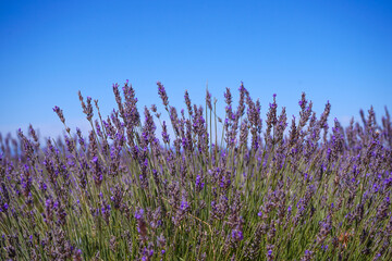 lavanda