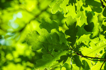 Close-up view of leaves of Quercus robur, commonly known as common oak, pedunculate oak, European oak or English oak