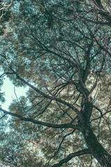 Environment, European Park, color landscape photo of wild trees