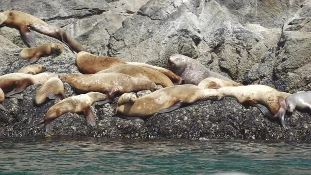 Rookery of Steller Sea Lions with Bull and Pups atop Rocky Outcrop in the Inian Islands, Southeast Alaska
