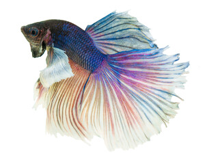 Halfmoon Betta splendens or siamese fighting fish isolated on white background