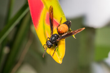 a wasp on a yellow flower.