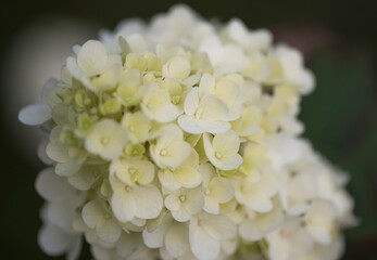 Obraz premium Delicate white flowers of Gortensia. The flowering bush of Hortensia. A small depth of field.