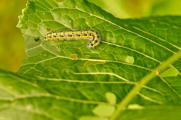 The voracious yellow-green shaggy with black dots of the caterpillar destroys fresh foliage. Pests threaten the garden site.