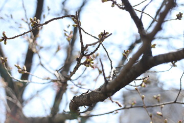 桜の蕾