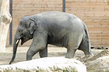 asiatischer_Elephant