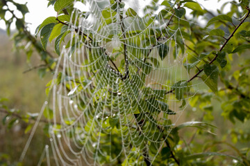 spider's web on the green branch of tree autumn