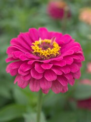 Closeup pink petals of Common zinnia ,Zinnia elegans flower plants in garden with green blurred background ,macro image ,sweet color for card design