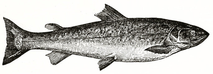 Single isolated salmon on white background, (Salmo salar). Ancient engraving grey tone art by unidentified author, The Penny Magazine, London 1837 © Mannaggia