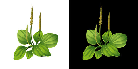 Plantain isolated. Realistic blooming plantain. Medical herb vector illustration. © Юлия Кондратьева