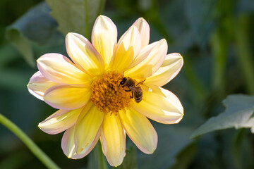 Close up of a beautiful flower in the garden at summer time