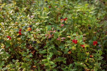 Forest under your feet: blueberries and lingonberries