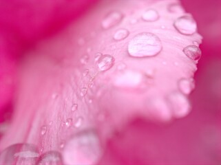 Closeup macro pink petals of rose flower with water drops and blurred background ,soft focus ,sweet color for wedding card design ,droplets on flower ,dew on pink hibiscus petal