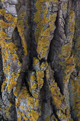 wood texture close up