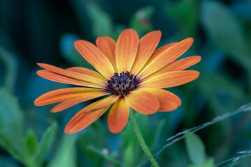 Close up of a beautiful flower in the garden at summer time