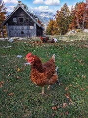 Scenic view of beautiful autumn mountains landscape  and farm with chicken