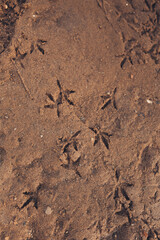 Natural sand texture of the beach. Bird tracks in the sand. Flat lay, top view. Copy space for text.  Bird tracks on the brown sand, gull or Albatross left footprints
