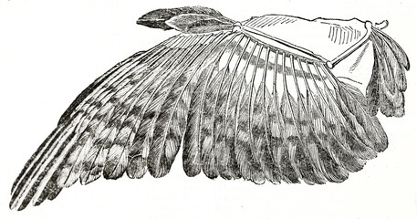 Isolated single bird wing (common buzzard) on white. Bones structure and plumage. Ancient engraving grey tone art by unidentified author, The Penny Magazine, London 1837