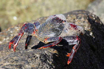 rote_Klippenkrabbe