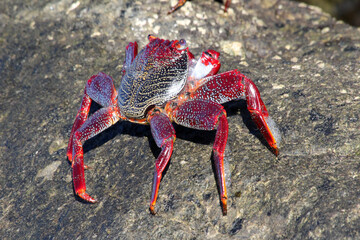 rote_Klippenkrabbe