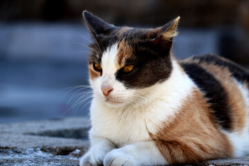 Street cat - close up