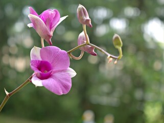 Closeup petals of pink Cooktown orchid flower, Dendrobium bigibbum plants in garden with green...