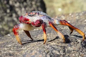 rote_Klippenkrabbe