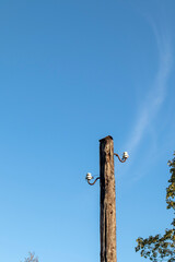 Obraz premium Old wooden power transmission pole with two ceramic insulators