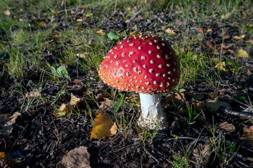 Amanita muscaria, Fly agaric mushroom