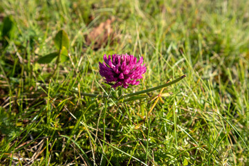 Trifolium pratense, red clover single flower