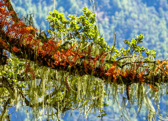 Bhutan, spanish moss on a tree on the way to the Tiger's Nest, Paro District