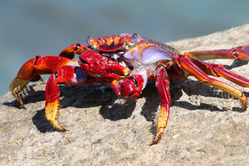 rote_Klippenkrabbe
