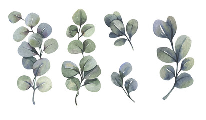 Watercolor floral illustration set - green eucalyptus leaf branches collection, for wedding invitation, greetings cards, wallpapers, background. Eucalyptus, green leaves. High quality illustration
